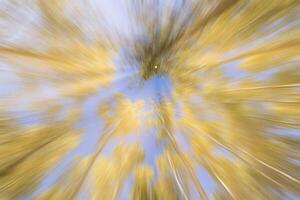 Autumn birch forest with sunshine and vertical motion blurr background. Fall season abstract. photo