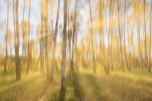 Autumn birch forest with sunshine and vertical motion blurr background. Fall season abstract. photo
