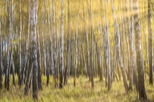 Autumn birch forest with sunshine and vertical motion blurr background. Fall season abstract. photo