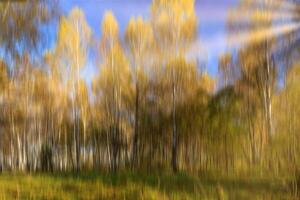 Autumn birch forest with sunshine and vertical motion blurr background. Fall season abstract. photo