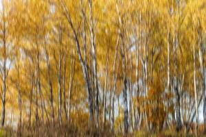 Autumn birch forest vertical motion blurr background. Fall season abstract. photo