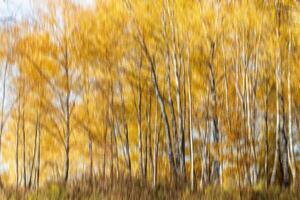 Autumn birch forest vertical motion blurr background. Fall season abstract. photo