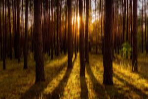 Autumn pine forest with sunshine and vertical motion blurr background. Fall season abstract. photo