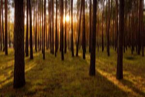 Autumn pine forest with sunshine and vertical motion blurr background. Fall season abstract. photo