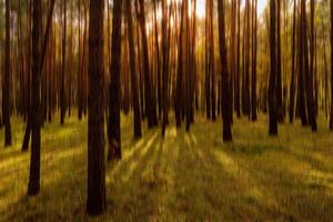 Autumn pine forest with sunshine and vertical motion blurr background. Fall season abstract. photo