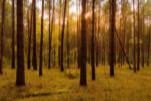 Autumn pine forest with sunshine and vertical motion blurr background. Fall season abstract. photo