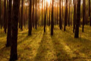 Autumn pine forest with sunshine and vertical motion blurr background. Fall season abstract. photo