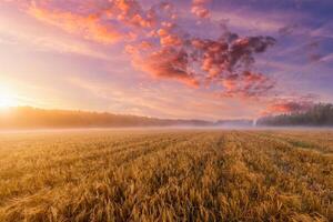 Sunrise in an agricultural field with fog and golden rye covered with dew on an early summer morning. photo