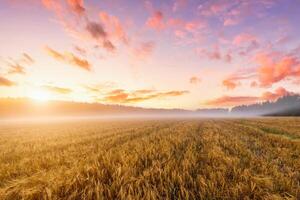 Sunrise in an agricultural field with fog and golden rye covered with dew on an early summer morning. photo
