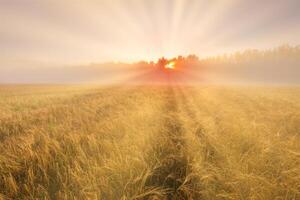 Sunrise in an agricultural field with fog and golden rye covered with dew on an early summer morning. photo