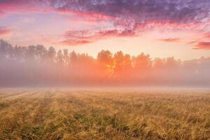 Sunrise in an agricultural field with fog and golden rye covered with dew on an early summer morning. photo