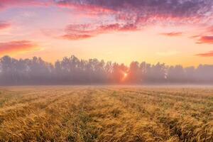 Sunrise in an agricultural field with fog and golden rye covered with dew on an early summer morning. photo
