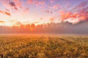 Sunrise in an agricultural field with fog and golden rye covered with dew on an early summer morning. photo
