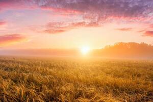 Sunrise in an agricultural field with fog and golden rye covered with dew on an early summer morning. photo