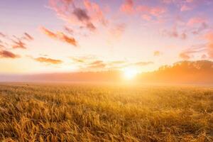 Sunrise in an agricultural field with fog and golden rye covered with dew on an early summer morning. photo