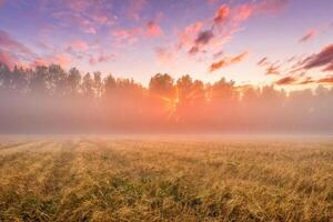 Sunrise in an agricultural field with fog and golden rye covered with dew on an early summer morning. photo