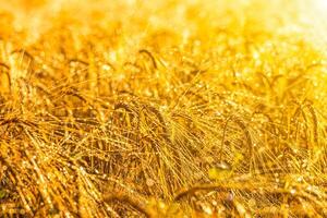Golden ears of rye, illuminated by the sun and covered with dew at dawn. photo