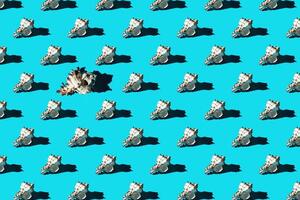 Pattern of clam shells on a cyan background. photo