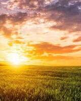 Sunset or sunrise in a rye or wheat agricultural field in summer. photo