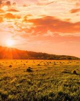 Sunset or sunrise in a spring field with green grass and willow trees. photo