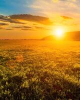 Sunset or sunrise in a spring field with green grass and willow trees. photo