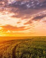 Sunset or sunrise in a rye or wheat agricultural field in summer. photo