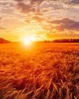 Sunset or sunrise in a rye or wheat agricultural field in summer. photo