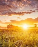 Sunrise on a field with wildflowers and cloudy sky. photo