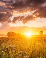 Sunrise on a field with wildflowers and cloudy sky. photo