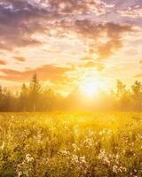 Sunrise on a field covered with wild flowers in summer season. photo