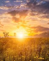 Sunrise on a field with wildflowers and cloudy sky. photo