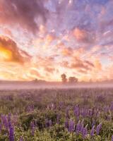 Sunrise on a field with flowering lupines with fog and cloudy sky. photo