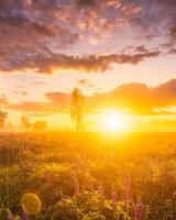 Sunrise on a field with flowering lupines with fog and cloudy sky. photo