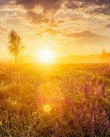 Sunrise on a field with flowering lupines with fog and cloudy sky. photo