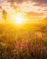 Sunrise on a field with flowering lupines with fog and cloudy sky. photo
