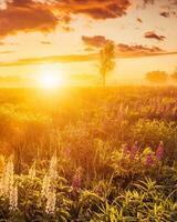 Sunrise on a field with flowering lupines with fog and cloudy sky. photo