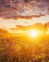Sunrise on a field with flowering lupines with fog and cloudy sky. photo