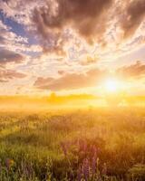 Sunrise on a field with flowering lupines with fog and cloudy sky. photo