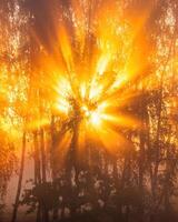 Sunrise with sunrays cutting through trees in fog. photo