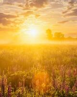 Sunrise on a field with flowering lupines with fog and cloudy sky. photo