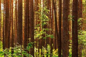 Sunset or dawn in a pine forest in spring or early summer. photo