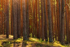 Sunset or dawn in a pine forest in spring or early summer. photo