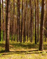Sunset or dawn in a pine forest in spring or early summer. photo