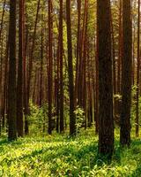 Sunset or dawn in a pine forest with lilies of the valley blooming on the ground. photo