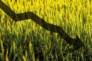 Green ears of young rye lit by the evening rays of the sun. The concept of agriculture and cultivation of cereals. photo