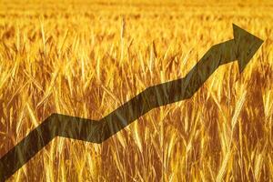 Golden ears of young rye lit by the evening rays of the sun. The concept of agriculture and cultivation of cereals. photo