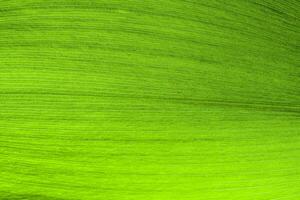Macro shot of lily of the valley leaf. Foliage background. photo