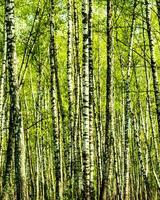 Birches with young leaves lit by sunlight in spring or summer. photo