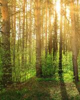 Sunset or dawn in a pine forest in spring or early summer. photo
