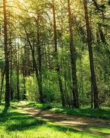 Sunset or dawn in a pine forest in spring or early summer. The sun among the trunks of pines. photo